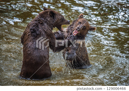 Two Wild Brown Bear (Ursus Arctos) play or fight on pond in the summer forest. Animal in natural habitat 129006466