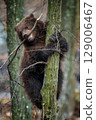 Close Bear cub clings to the side of the tree. Wildlife scene from nature 129006467