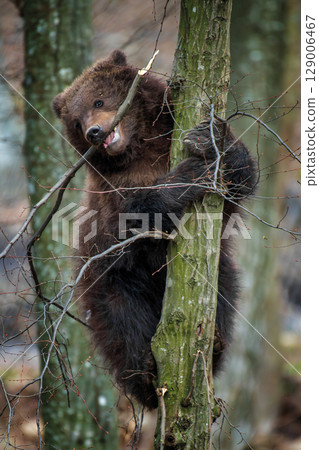Close Bear cub clings to the side of the tree. Wildlife scene from nature 129006467