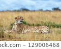 Wild african cheetah, beautiful mammal animal. Africa, Kenya 129006468