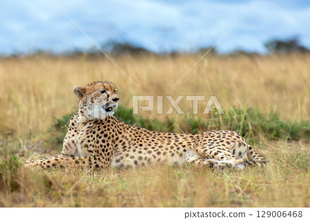 Wild african cheetah, beautiful mammal animal. Africa, Kenya 129006468