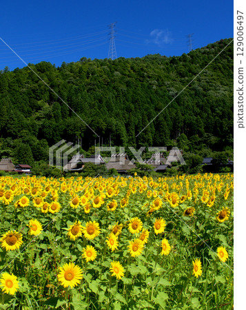 A distant view of sunflowers blooming all over the fields in front of Kayabuki-no-Sato in Kyoto 129006497
