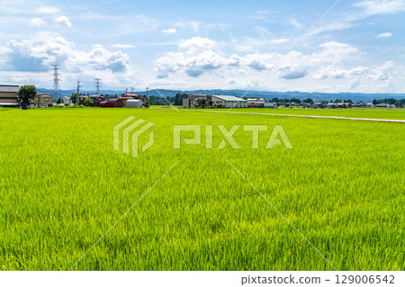 <Niigata Prefecture> Rural landscape under the summer sky 129006542