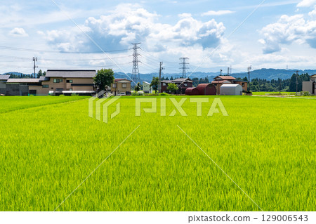 <新潟縣>夏日天空下的鄉村風景 129006543