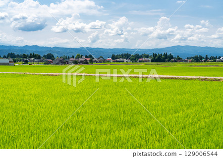 <Niigata Prefecture> Rural landscape under the summer sky <Niigata Prefecture> Rural landscape under the summer sky 129006544