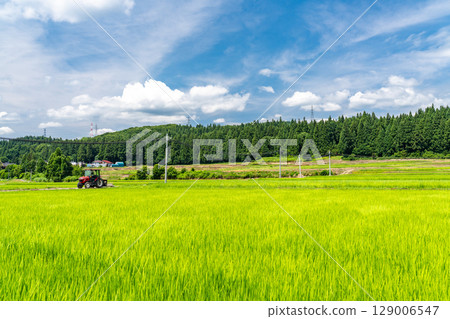<Niigata Prefecture> Rural landscape under the summer sky 129006547