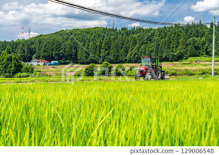 <新潟縣>夏日天空下的鄉村風景 129006548