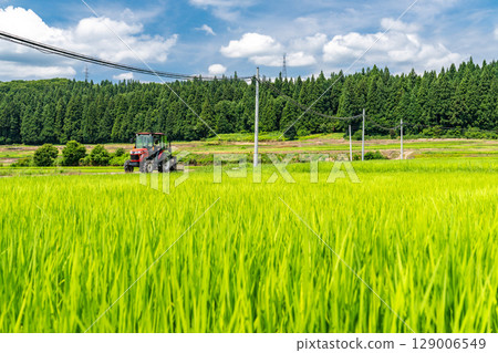 <Niigata Prefecture> Rural landscape under the summer sky 129006549