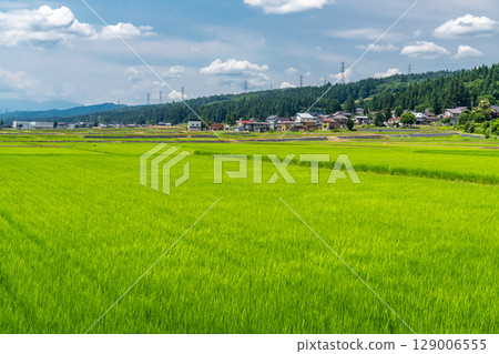 <新潟縣>夏日天空下的鄉村風景 129006555
