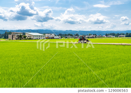 <新潟縣>夏日天空下的鄉村風景 129006563