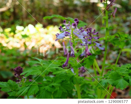 Purple Corydalis flowers blooming in Hamarikyu Gardens 129006577