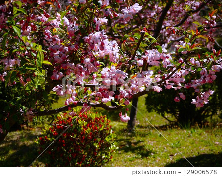 舊芝離宮恩賜庭園的秋海棠盛開 129006578