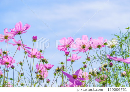 Pink Cosmos and autumn blue sky 129006761