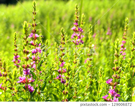 Loosestrife (Ezo misogi bush clover) blooming in the Kitayama Yuzen Chrysanthemum field in Kuta, Sakyo Ward, Kyoto City 129006872