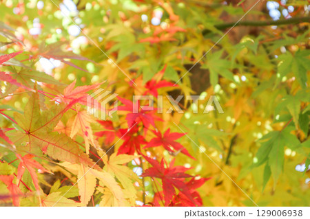 Colorful maple leaves shining through the light in early autumn 129006938