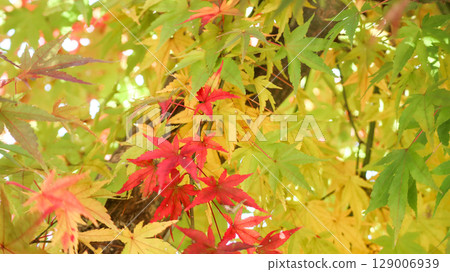 Colorful maple leaves shining through the light in early autumn Colorful maple leaves shining through the light in early autumn 129006939