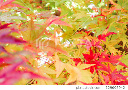 Colorful maple leaves shining through the light in early autumn Colorful maple leaves shining through the light in early autumn 129006942