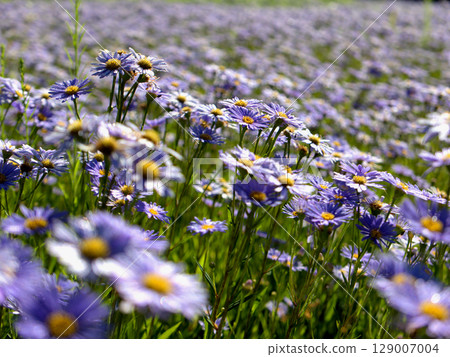 A close-up photo of Kitayama Yuzen chrysanthemums blooming all over the fields of an old house in Kuta, Sakyo Ward, Kyoto City 129007004