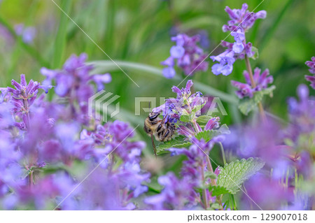 Bees sucking nectar in Yuni Town, Hokkaido [May] 129007018