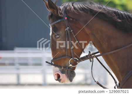 Profile of a horse participating in an equestrian event 129007021