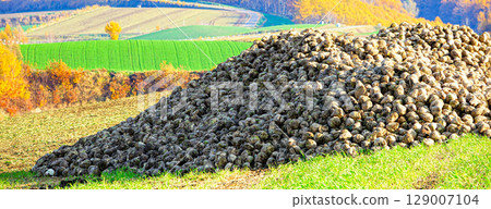 山坡上的田野裡堆滿了甜菜，這是北海道美瑛典型的秋季景色 129007104
