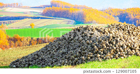 山坡上的田野裡堆滿了甜菜，這是北海道美瑛典型的秋季景色 129007105