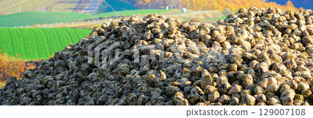 A landscape of beets piled high in a hillside field, a typical autumn scene in Biei, Hokkaido A landscape of beets piled high in a hillside field, a typical autumn scene in Biei, Hokkaido 129007108
