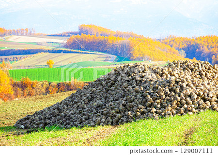 山坡上的田野裡堆滿了甜菜，這是北海道美瑛典型的秋季景色 129007111