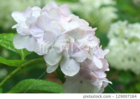 Pure white hydrangea flowers covered with dew Pure white hydrangea flowers covered with dew 129007164