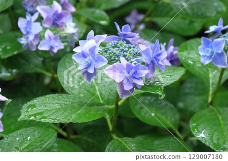 雨中溫柔綻放的繡球花 129007180