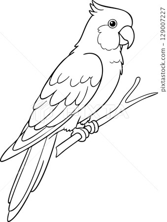 Parrot on a Branch Coloring Page Illustration Parrot on a Branch Coloring Page Illustration 129007227