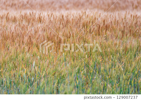 北海道當別町：小麥收穫季節開始 [7月] 129007237