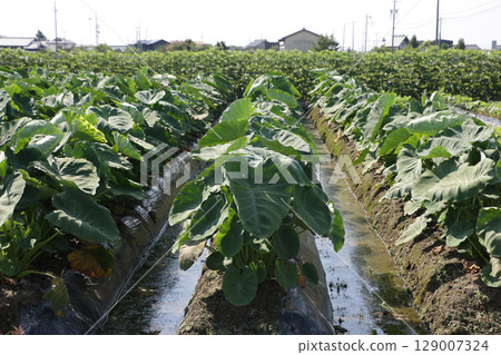 Taro fields converted from rice paddy fields Taro fields converted from rice paddy fields 129007324