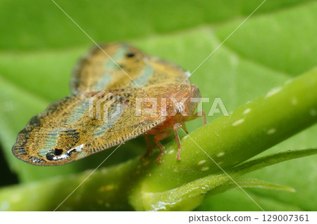 Bekko Hagoromo Bekko Hagoromo 129007361