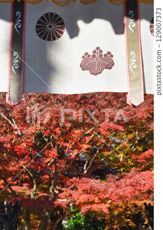 Beautiful autumn leaves at Kakuonji Temple in Kamakura (Kamakura City, Kanagawa Prefecture) Beautiful autumn leaves at Kakuonji Temple in Kamakura (Kamakura City, Kanagawa Prefecture) 129007373
