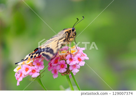北海道栗山市一隻燕尾蝶正在吸食花蜜 [七月] 129007374