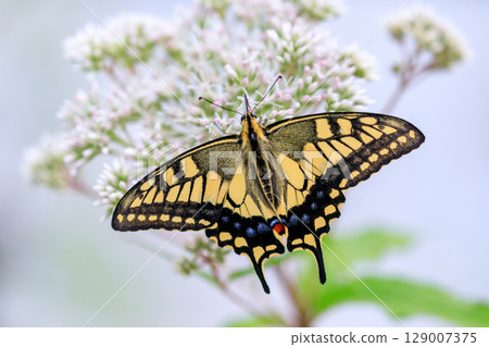A swallowtail butterfly sucking nectar in Kuriyama, Hokkaido [July] 129007375