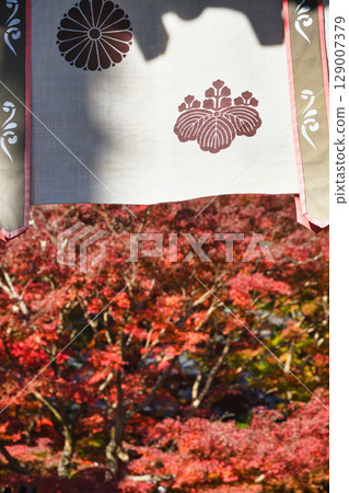 Beautiful autumn leaves at Kakuonji Temple in Kamakura (Kamakura City, Kanagawa Prefecture) Beautiful autumn leaves at Kakuonji Temple in Kamakura (Kamakura City, Kanagawa Prefecture) 129007379