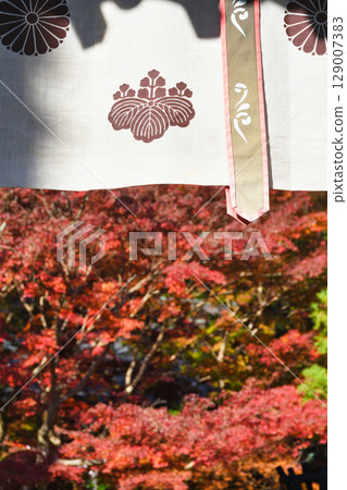 鎌倉覺園寺的美麗秋葉(神奈川縣鎌倉市) 鎌倉覺園寺的美麗秋葉(神奈川縣鎌倉市) 129007383