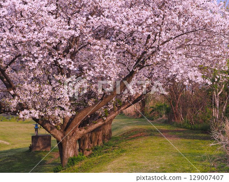 Somei-Yoshino cherry blossoms in full bloom on the banks of the Arakawa River in Kawaguchi City Somei-Yoshino cherry blossoms in full bloom on the banks of the Arakawa River in Kawaguchi City 129007407