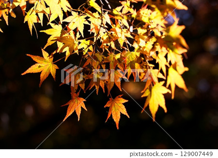 Autumn scenery in Japan Autumn leaves 129007449