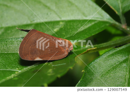 Chinese moth Chinese moth 129007549