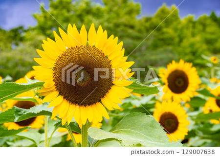 sunflower sunflower 129007638