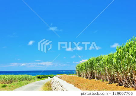 Okinawa summer blue sky and sugar cane field Okinawa summer blue sky and sugar cane field 129007706