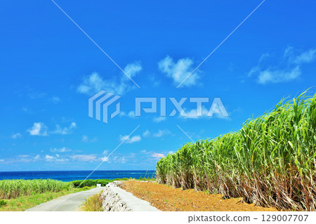 Okinawa summer blue sky and sugar cane field 129007707
