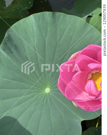 Lotus flowers and leaves Lotus flowers and leaves 129007939