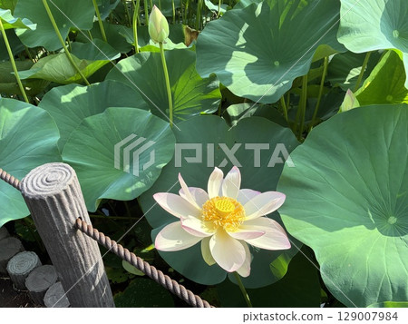 一朵蓮花在寬闊的葉子間謙遜地綻放 129007984