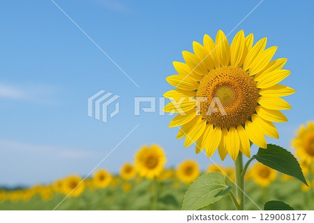 A close-up of a sunflower and a landscape photo of the summer sky | Seasonal flower material A close-up of a sunflower and a landscape photo of the summer sky | Seasonal flower material 129008177