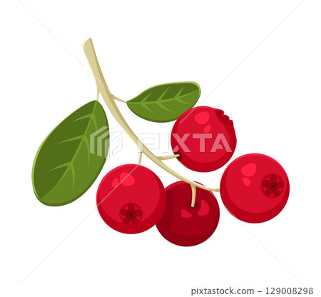 Thanksgiving Day cartoon symbol of rowanberry for autumn holiday harvest, vector icon. Happy Thanksgiving Day symbol for greeting card, cartoon rowan berries for traditional decoration on fall holiday 129008298