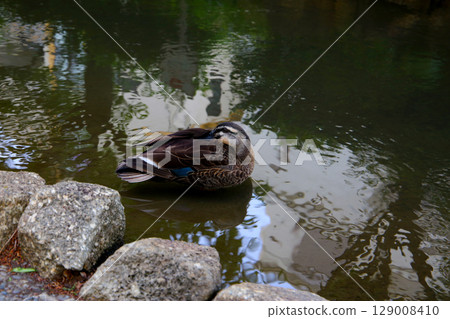 Eastern Spot-billed Duck in Komatsugawa Sakaigawa Water Park in Tokyo, Japan 129008410